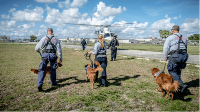 Helicopter Study dogs approaching