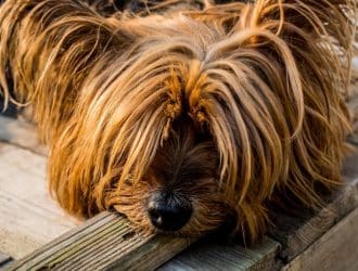 things every pet owner should know about heartworms in dogs