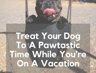 treat your dog to a pawtastic time while you re on a vacation 11 1505178858