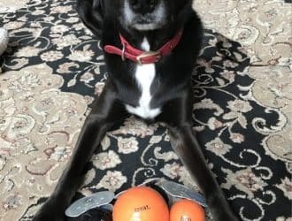 finding the perfect halloween treat Murphy