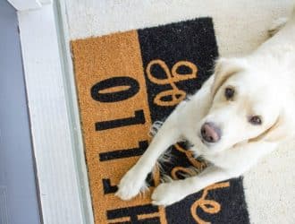 5 best pet friendly flooring options for your dog 38 1513866489