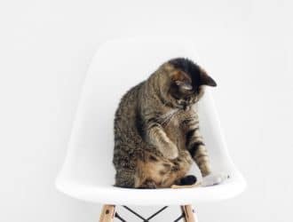 6 ways to keep your cat happy in a small apartment