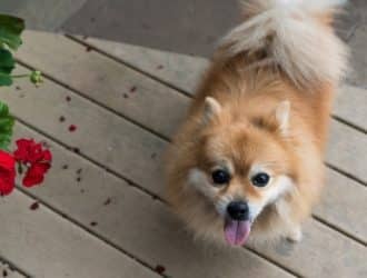 Pomeranian Dog Obedient - pet proofing your home