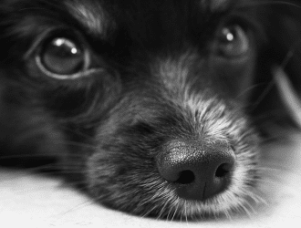 dog whiskers c17