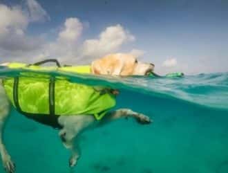 What You Should Look for in a Life Vest for Your Dog