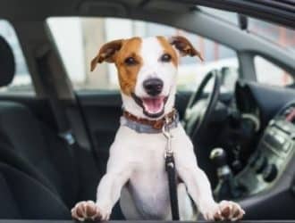 What To Know When Taking Your Pets on a Road Trip