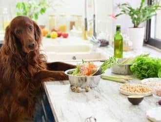 Top Tips To Improve Your Dog's Diet Today