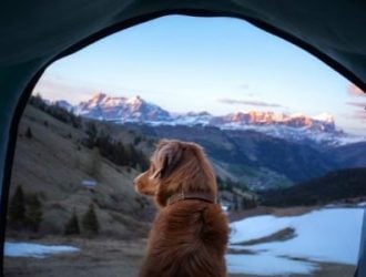 5 Warm-Weather Activities To Do With Your Dog