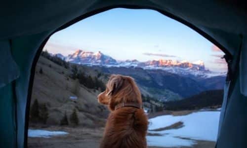 5 Warm-Weather Activities To Do With Your Dog