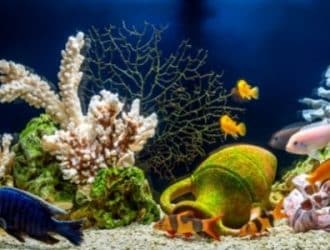 Tips for Turning Your Aquarium Into an Underwater Paradise