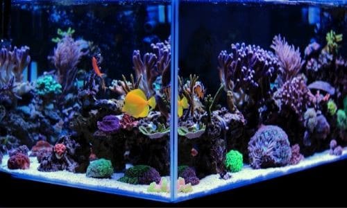 Tips for Introducing Invertebrates Into a Reef Aquarium