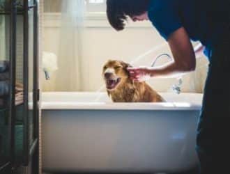 Tips for Improving Your Dog’s Bath Time Routine