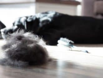 Ways To Deal With Your Pet’s Summer Shedding