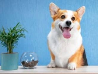 Tips for Creating a Unique Room for Your Pet