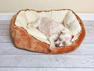 Tips for Designing a Dog Room in Your Home