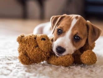 Puppy Love: Irresistible Reasons To Get a Dog