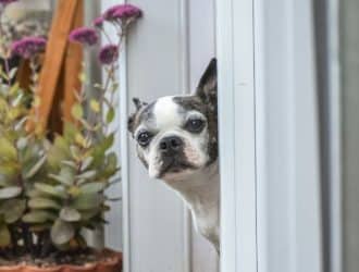 A Guide to Creating the Ultimate Pet-Friendly Patio