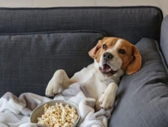 4 Fun Over-the-Top Ways To Spoil Your Pet