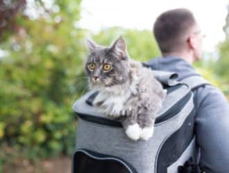 Adventure Kitty: Top Tips for Traveling With Your Cat