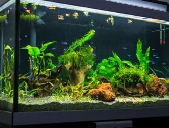 Signs Your Aquarium Plants Are Nutrient Deficient