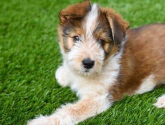 Yard Improvements That Can Help With Pets