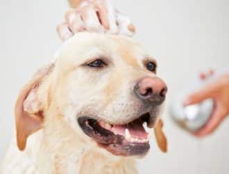 Beautiful Pups: Tips for Starting a Dog Grooming Service