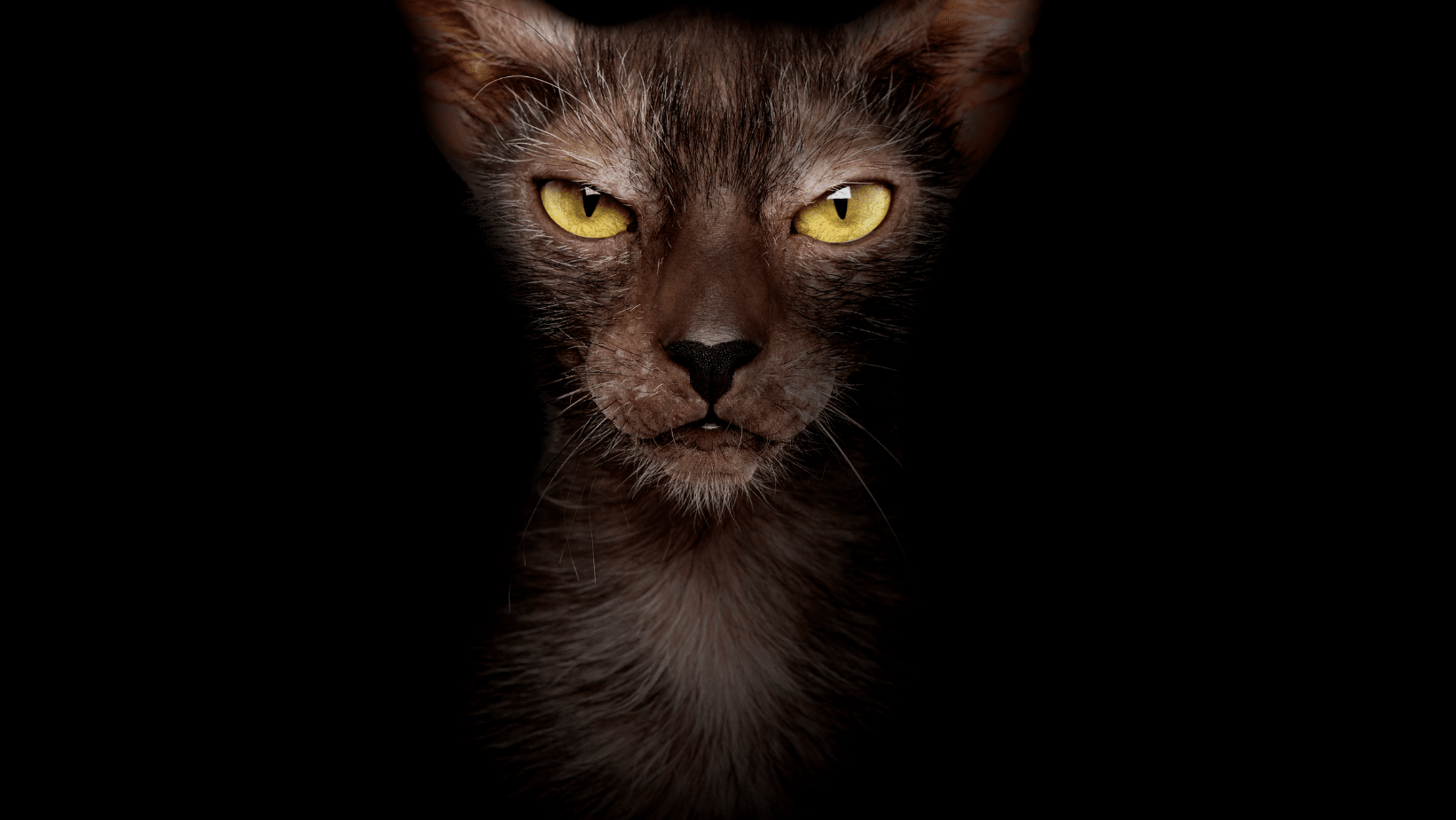 Lykoi or wolf cat