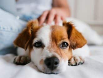 4 Ways To Help Your Dog Deal With Anxiety