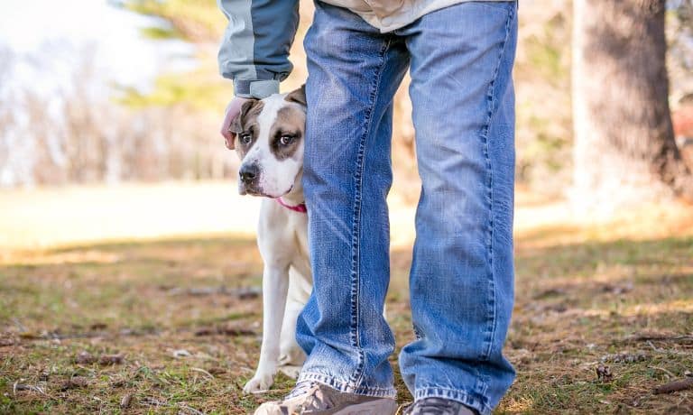 Doggy Care: 4 Most Common Reasons Your Dog Shakes