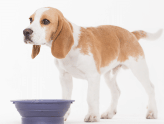 why does my dog refuse to eat