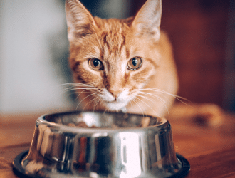 cat eating bowl