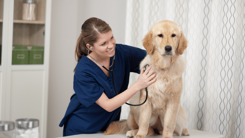 dog at vet