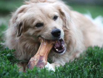 dog chewing bone