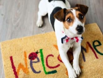 4 Ways Dog Owners Can Keep Their Homes Clean