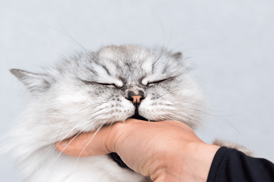 cat biting