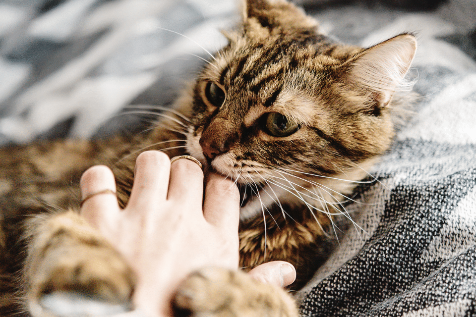 cat biting