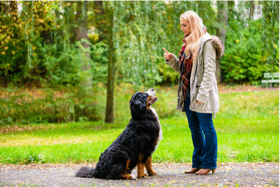 dog stay command 2 4d3