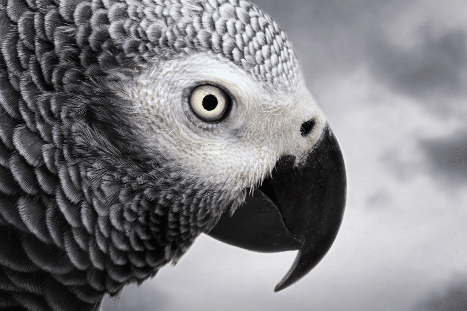 African Grey Parrot 