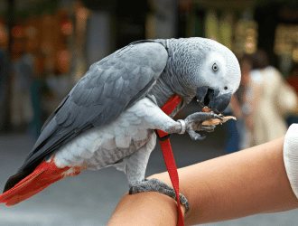 african Grey Parrot