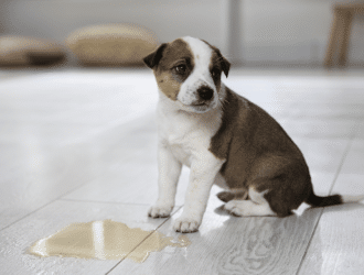 puppy peeing puddle