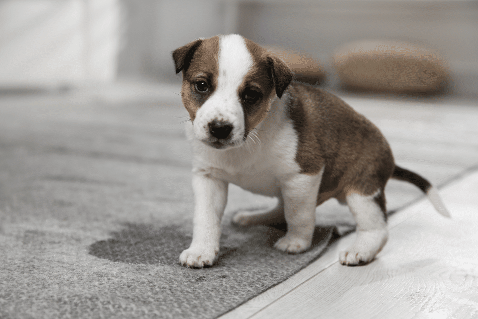 puppy peeing puddle