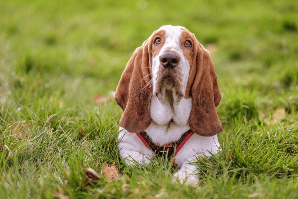 Beagle Basset Mix