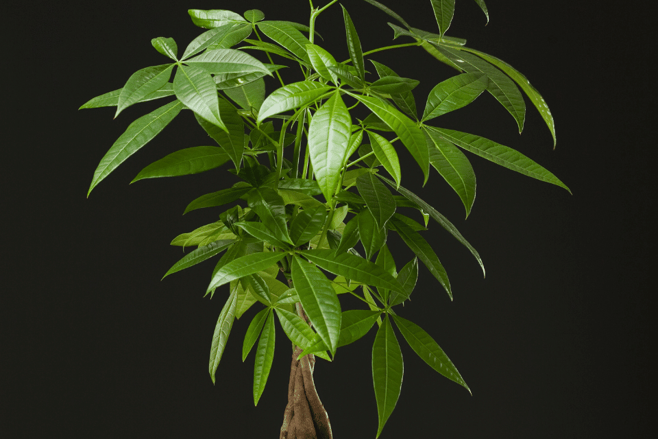 money tree