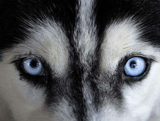 siberian husky behavior