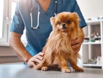 5 Healthy Reasons To Spay or Neuter Your Dog