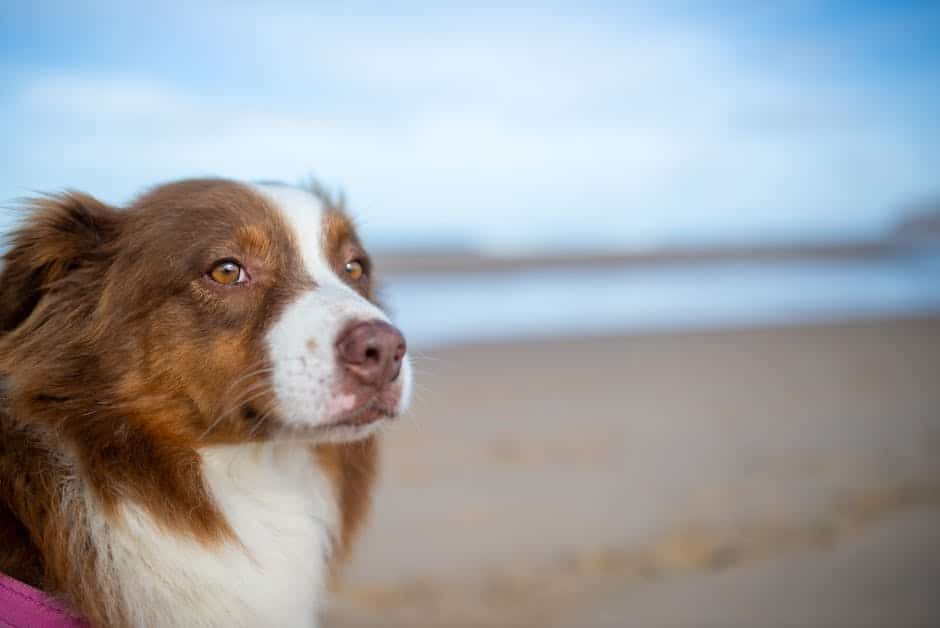 aussie shepherd image