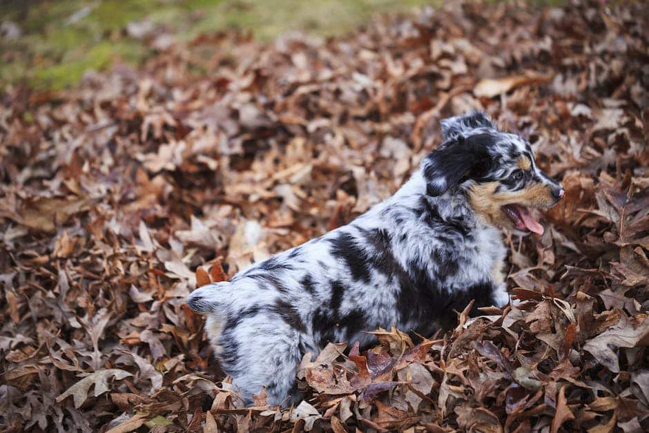 Australian shepherd 