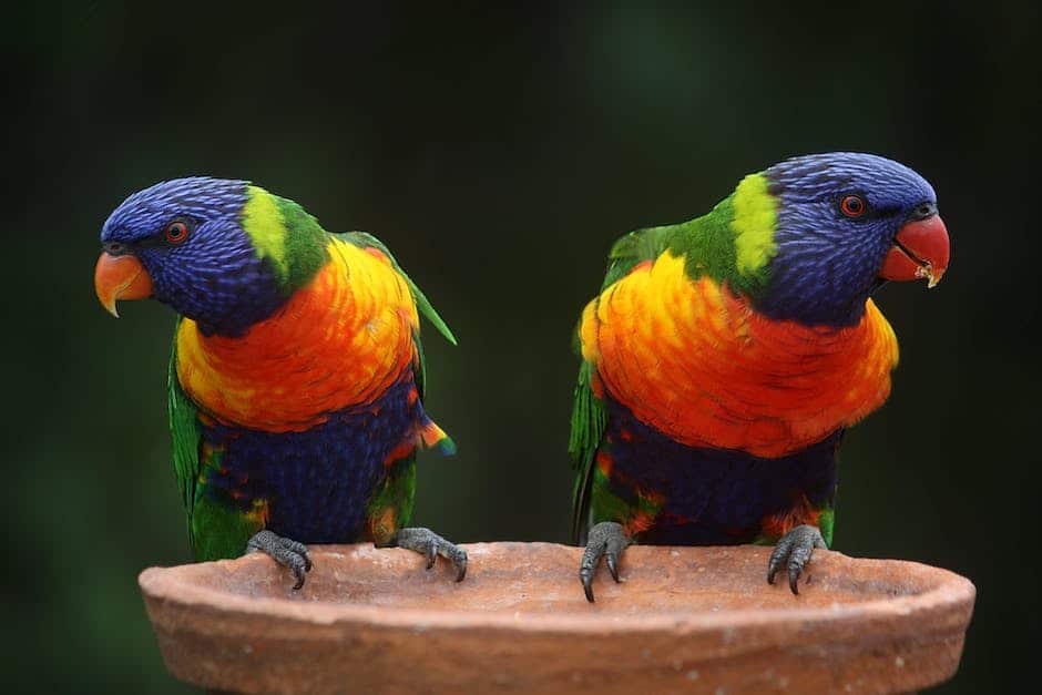exotic pets