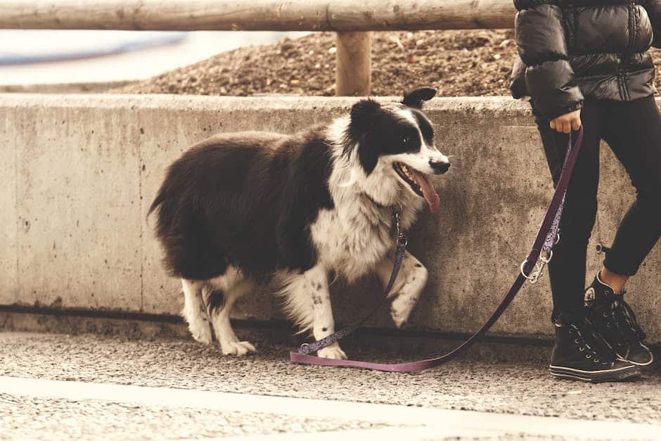 pooch perspective leash puppy