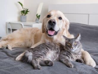 5 Tricks To Help Your Cat and Dog Get Along